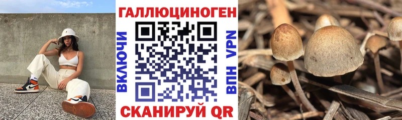Купить  Вольск  Галлюциногенные грибы Psilocybe 